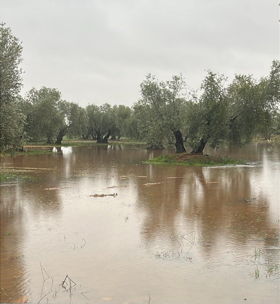 Asaja Ciudad Real alerta de los "graves daños" que la lluvia y el viento están causando en el campo Asaja Ciudad Real alerta de los "graves daños" que la lluvia y el viento están causando en el campo