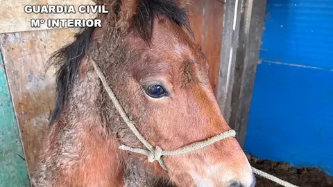 La Guardia Civil recupera un potro sustraído en Cantabria La Guardia Civil recupera un potro sustraído en Cantabria