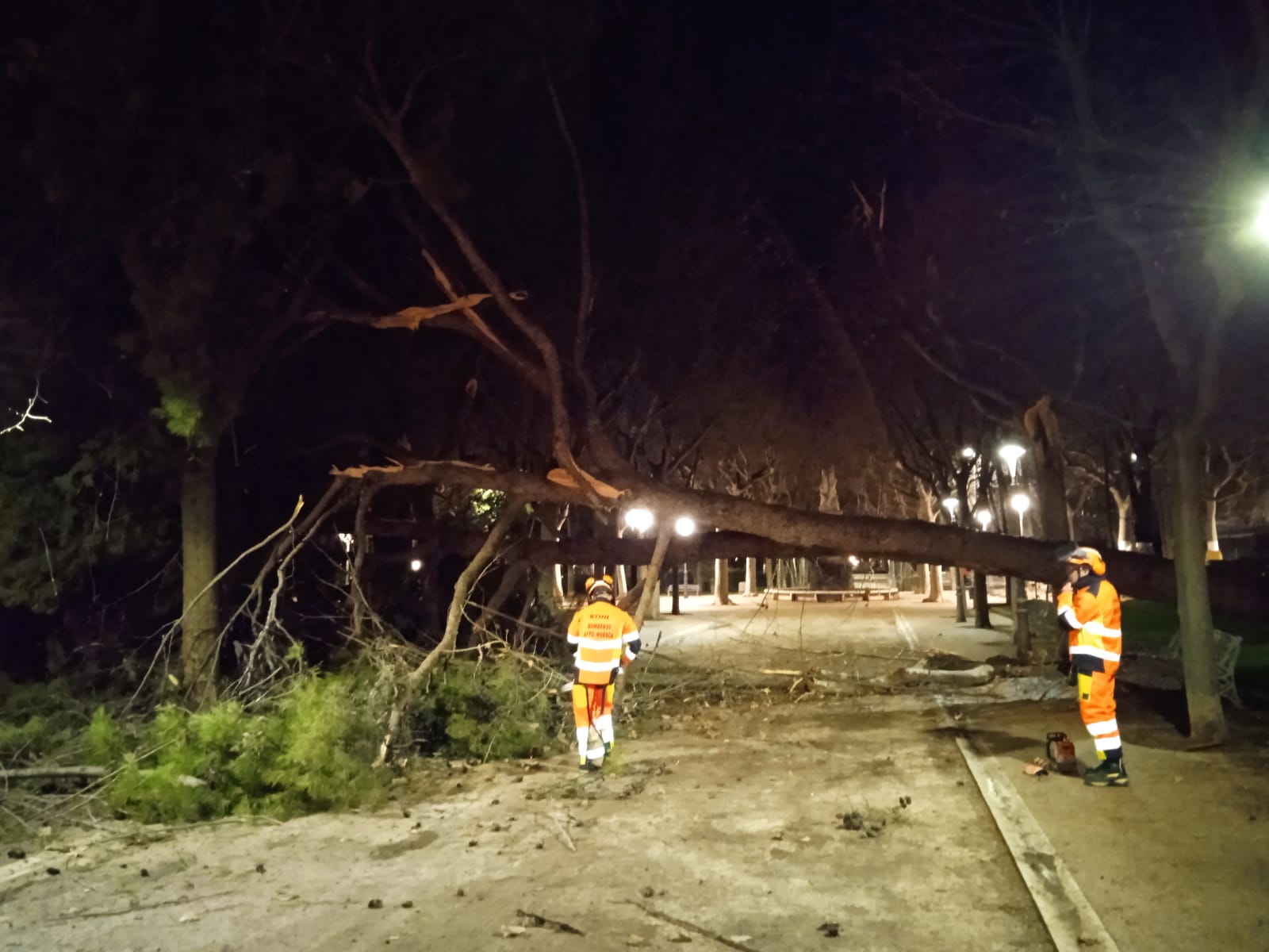 Cae un árbol de grandes dimensiones en el pinar del parque Miguel Servet Cae un árbol de grandes dimensiones en el pinar del parque Miguel Servet