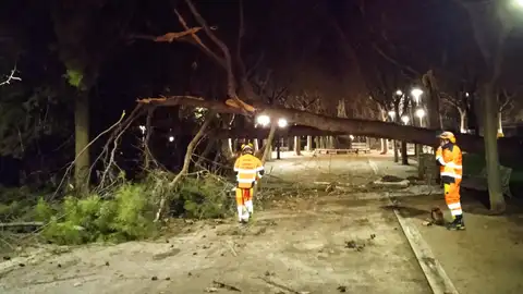 Cae un árbol de grandes dimensiones en el pinar del parque Miguel Servet Cae un árbol de grandes dimensiones en el pinar del parque Miguel Servet