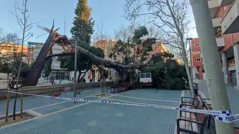 Imatge d'un arbre caigut a Esplugues de Llobregat Imatge d'un arbre caigut a Esplugues de Llobregat