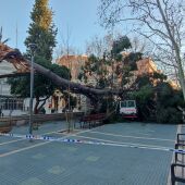 Imatge d'un arbre caigut a Esplugues de Llobregat