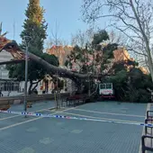 Imatge d'un arbre caigut a Esplugues de Llobregat Imatge d'un arbre caigut a Esplugues de Llobregat