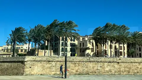 Las fuertes rachas de viento de la borrasca Nils se notan en el movimiento de las palmeras frente al parc de la Mar de Palma. Las fuertes rachas de viento de la borrasca Nils se notan en el movimiento de las palmeras frente al parc de la Mar de Palma.