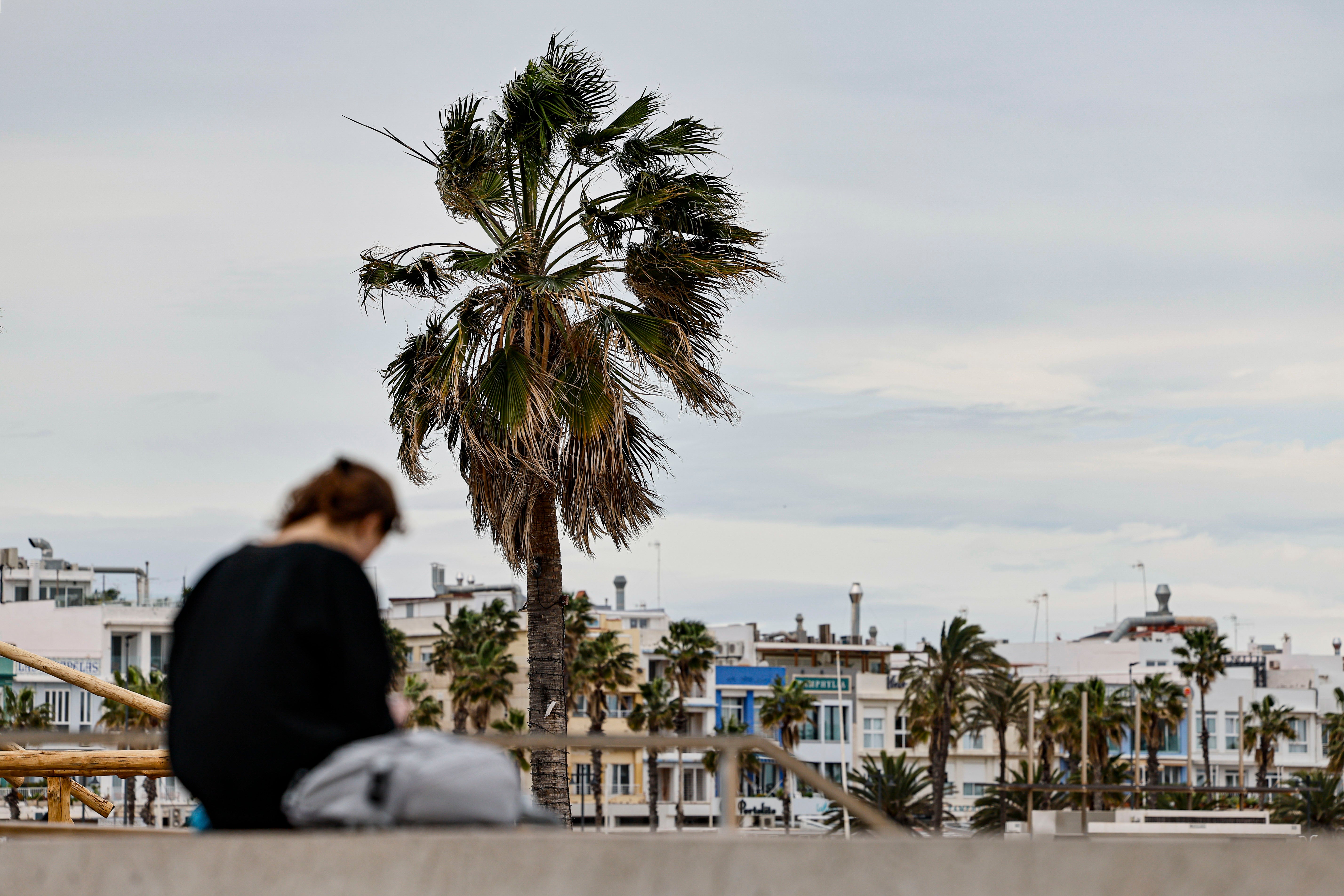 Efectos del viento en la Comunitat: ramas de árboles caídas, placas, carteles y elementos de fachada Efectos del viento en la Comunitat: ramas de árboles caídas, placas, carteles y elementos de fachada