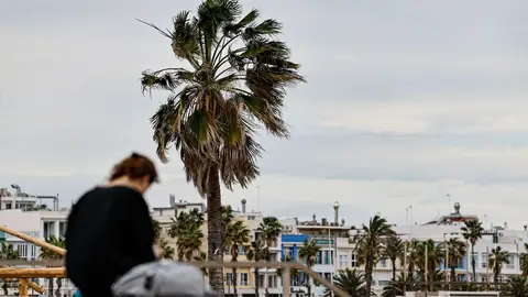 En la imagen se aprecia la fuerza del viento en las palmeras del Paseo Marítimo de Valéncia. En la imagen se aprecia la fuerza del viento en las palmeras del Paseo Marítimo de Valéncia.