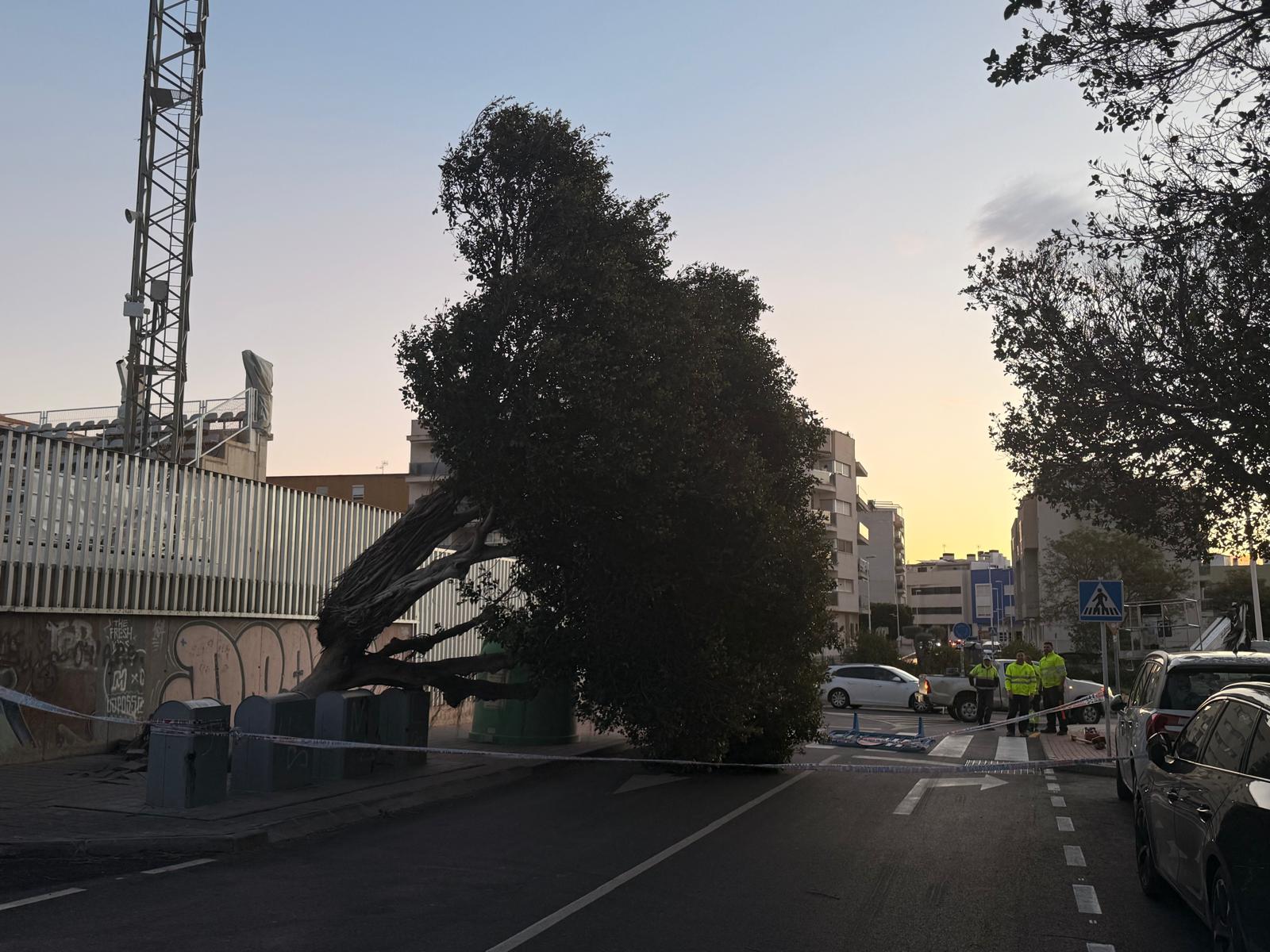 La Marina Baixa una de las comarcas de la provincia más afectadas por el temporal de Viento La Marina Baixa una de las comarcas de la provincia más afectadas por el temporal de Viento