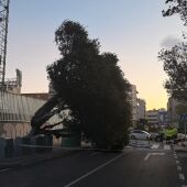 La Marina Baixa una de las comarcas de la provincia más afectadas por el temporal de Viento