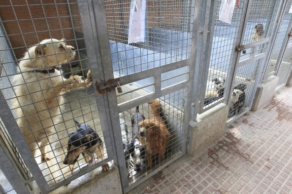 Un recurso paraliza la adjudicación de la gestión de los refugios para animales de València Un recurso paraliza la adjudicación de la gestión de los refugios para animales de València