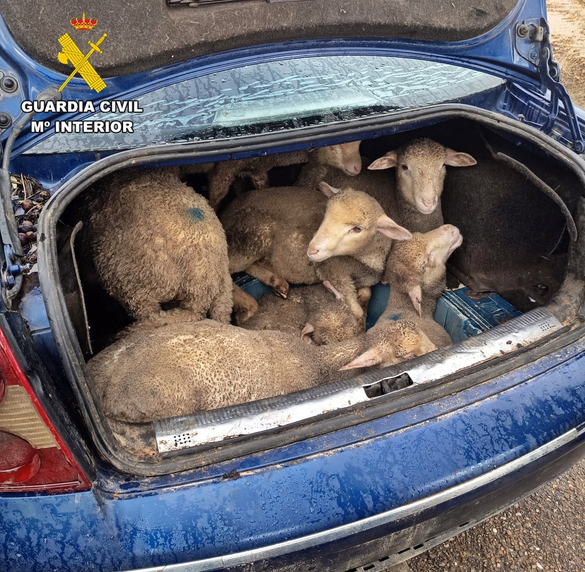 Detenidos en Ruecas dos hombres por robo de 160 cabezas de ganado ovino en explotaciones extremeñas Detenidos en Ruecas dos hombres por robo de 160 cabezas de ganado ovino en explotaciones extremeñas