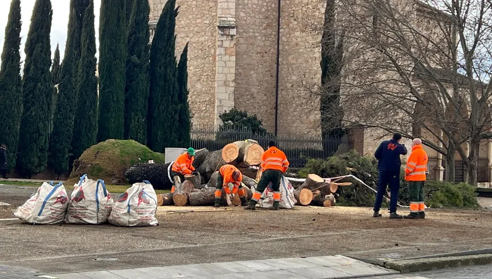 Operarios en labores de troceado y limpieza del árbol caído en la Plaza de España (Guadalajara) Operarios en labores de troceado y limpieza del árbol caído en la Plaza de España (Guadalajara)