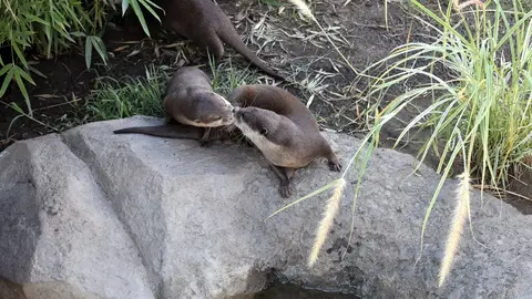 La pareja de nutrias Kira y Leo celebran su tercer San Valentín en SEA LIFE Benalmádena con nuevas crías La pareja de nutrias Kira y Leo celebran su tercer San Valentín en SEA LIFE Benalmádena con nuevas crías