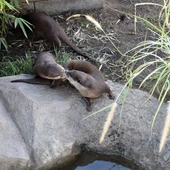 La pareja de nutrias Kira y Leo celebran su tercer San Valentín en SEA LIFE Benalmádena con nuevas crías La pareja de nutrias Kira y Leo celebran su tercer San Valentín en SEA LIFE Benalmádena con nuevas crías