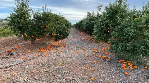 Daños en naranjos por el viento. Daños en naranjos por el viento.