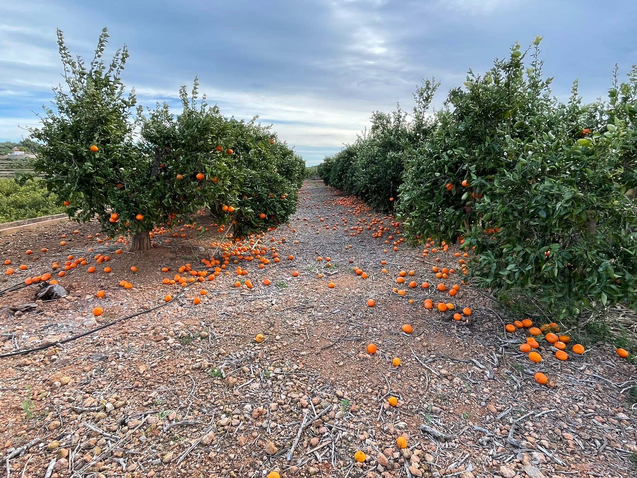 Más de 8 millones en pérdidas directas para el campo castellonense tras los temporales Más de 8 millones en pérdidas directas para el campo castellonense tras los temporales