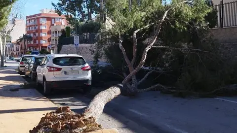 Árbol arrancado por el viento en una calle de Aspe. Árbol arrancado por el viento en una calle de Aspe.
