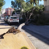 Árbol arrancado por el viento en una calle de Aspe. Árbol arrancado por el viento en una calle de Aspe.