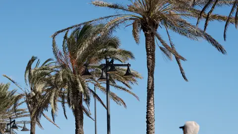 Palmeras del paseo de la playa de La Malva-rosa de València agitadas por el fuerte viento, estos días. Palmeras del paseo de la playa de La Malva-rosa de València agitadas por el fuerte viento, estos días.