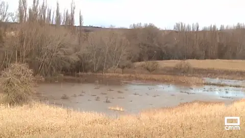 Los agricultores de Guadalajara avanzan pérdidas en maíz y otros cultivos por las crecidas de los ríos Los agricultores de Guadalajara avanzan pérdidas en maíz y otros cultivos por las crecidas de los ríos
