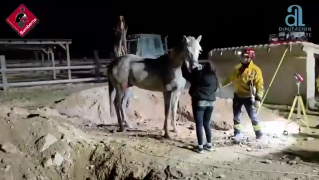 Los Bomberos de Alicante rescatan un caballo que ha caído en un pozo Los Bomberos de Alicante rescatan un caballo que ha caído en un pozo