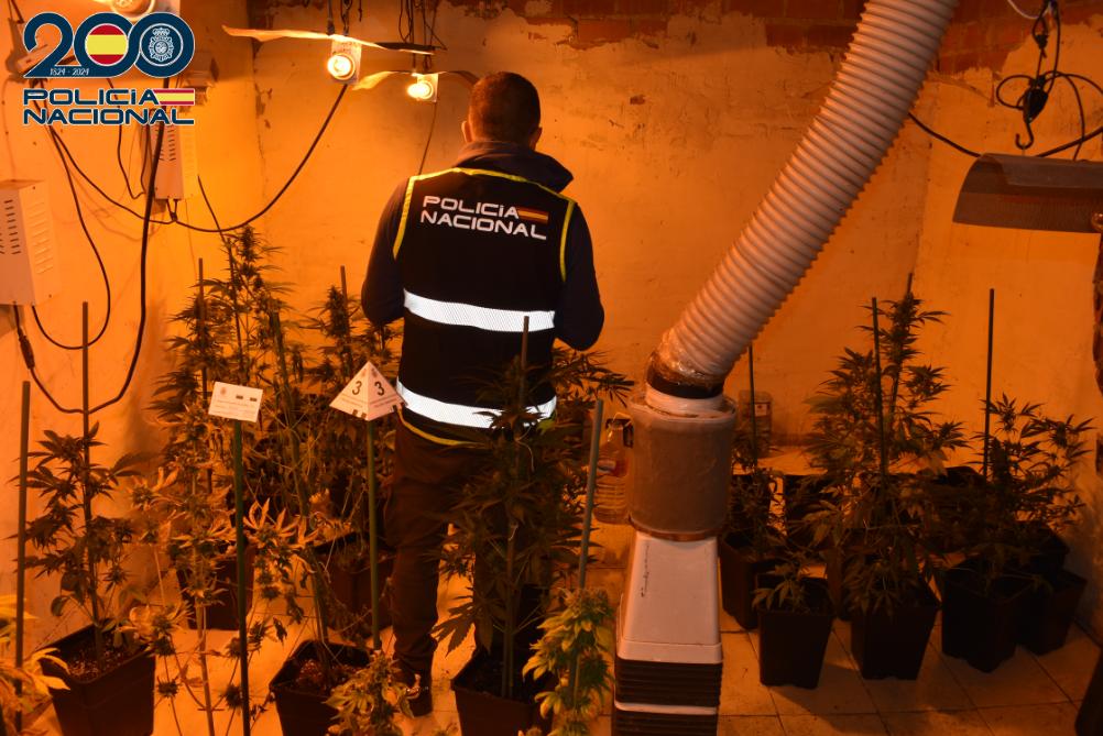 Desmantelan una plantación de marihuana en una vivienda de Alcázar de San Juan Desmantelan una plantación de marihuana en una vivienda de Alcázar de San Juan