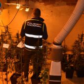 Plantación de marihuana desmantelada en Alcázar de San Juan