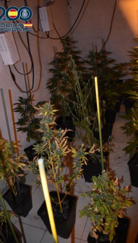 Plantas de marihuana en Alcázar de San Juan