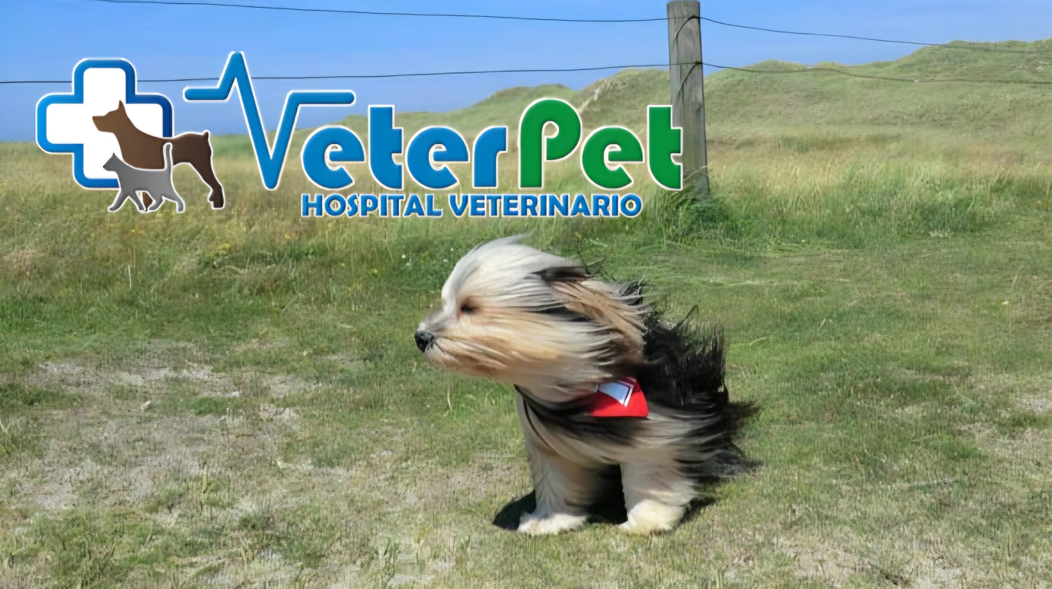 Días de perros en la Vega Baja por el viento. ¿Conoces cómo afecta un vendaval a tu mascota peluda? Ángel Osuna lo explica Días de perros en la Vega Baja por el viento. ¿Conoces cómo afecta un vendaval a tu mascota peluda? Ángel Osuna lo explica