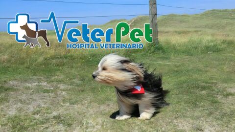 VETERPET VETERPET
