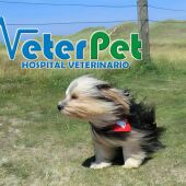 VETERPET