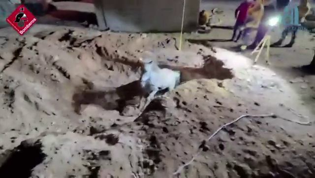 Los bomberos rescatan en Pinoso a un caballo tras caer al interior de un pozo ciego Los bomberos rescatan en Pinoso a un caballo tras caer al interior de un pozo ciego