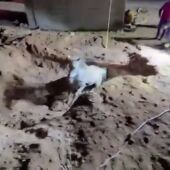 Momento del rescate del caballo que ha caído en el pozo ciego de Pinoso.