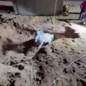 Momento del rescate del caballo que ha caído en el pozo ciego de Pinoso. Momento del rescate del caballo que ha caído en el pozo ciego de Pinoso.