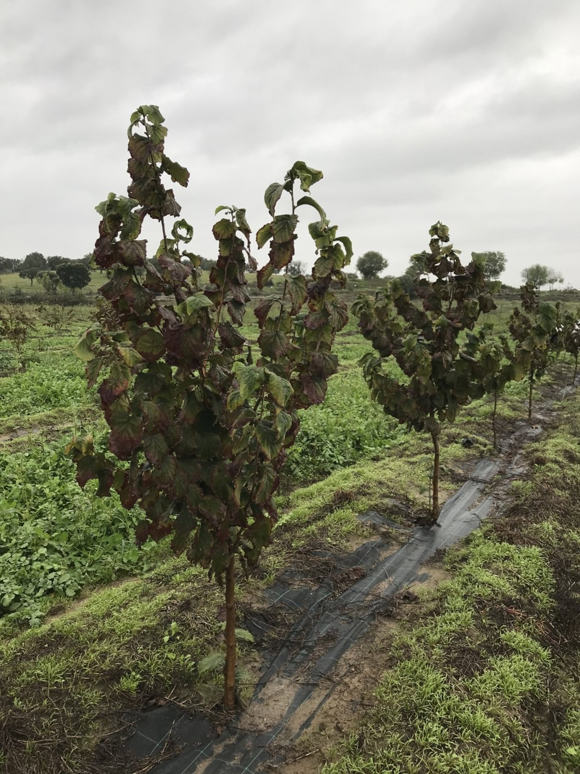 La Junta habilita un trámite para que agricultores y ganaderos extremeños comuniquen daños en explotaciones La Junta habilita un trámite para que agricultores y ganaderos extremeños comuniquen daños en explotaciones