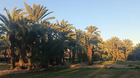 Huerto de palmeras en Elche. Huerto de palmeras en Elche.