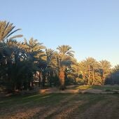 Huerto de palmeras en Elche. 