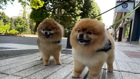 Perros