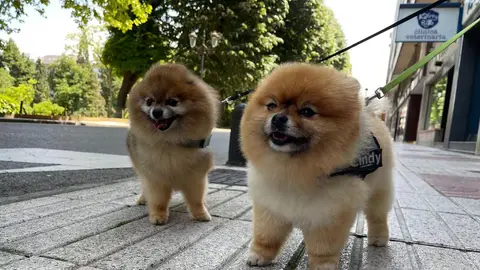 Perros Perros