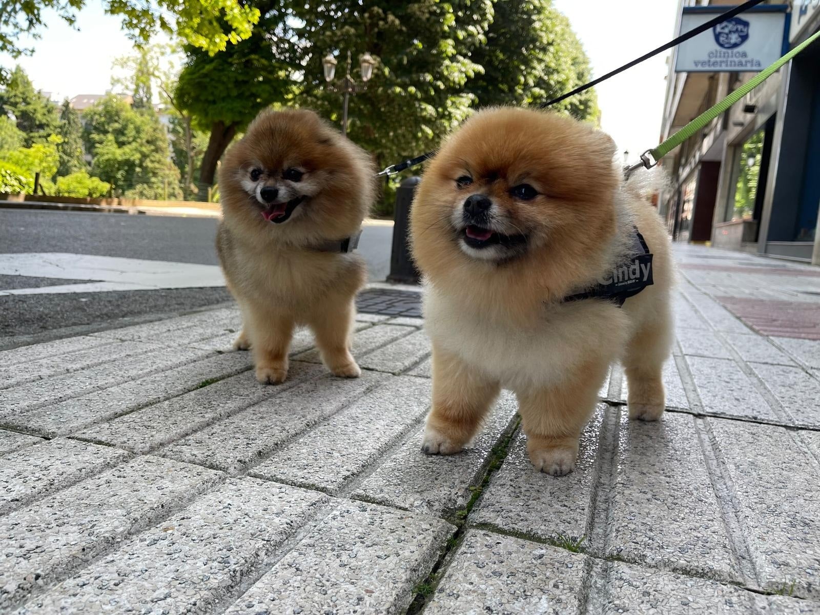 El 'pet parenting' de los modernitos