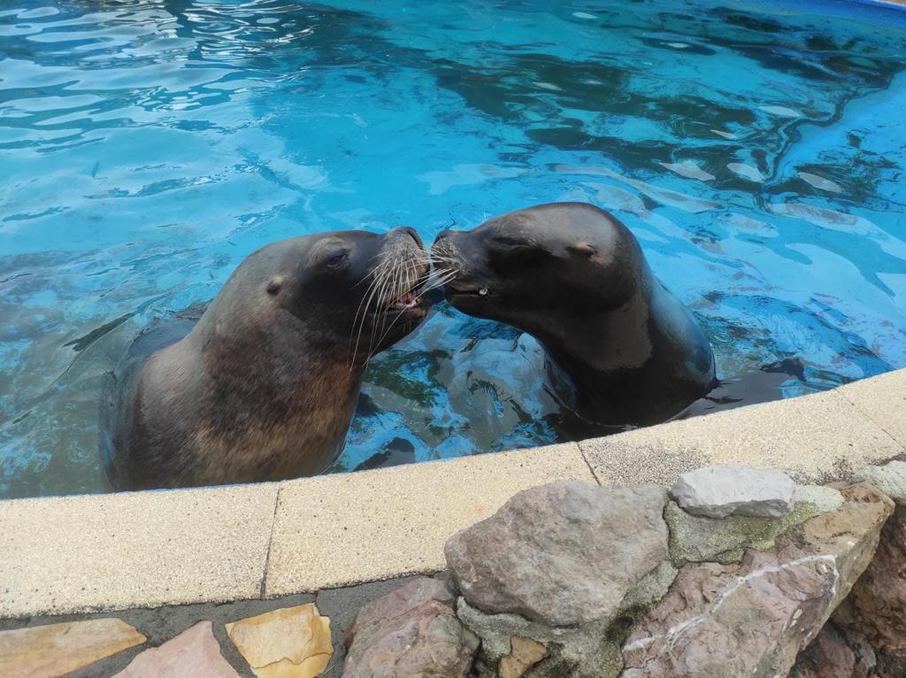 Fallece por causas naturales Pas, una de las hembras de león marino más carismáticas de Cabárceno Fallece por causas naturales Pas, una de las hembras de león marino más carismáticas de Cabárceno