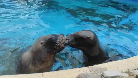 Pas (izquierda) y Deva, leones marinos de Cabárceno Pas (izquierda) y Deva, leones marinos de Cabárceno