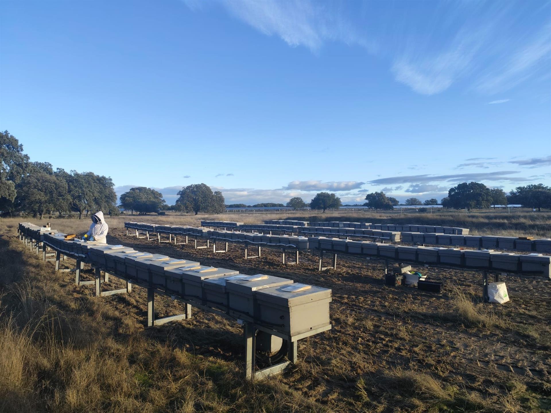 Statkraft instala 200 colmenas de abeja reina en la planta solar Talayuela II para favorecer su cría Statkraft instala 200 colmenas de abeja reina en la planta solar Talayuela II para favorecer su cría