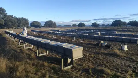 Statkraft instala 200 colmenas de abeja reina en la planta solar Talayuela II para favorecer su cría Statkraft instala 200 colmenas de abeja reina en la planta solar Talayuela II para favorecer su cría