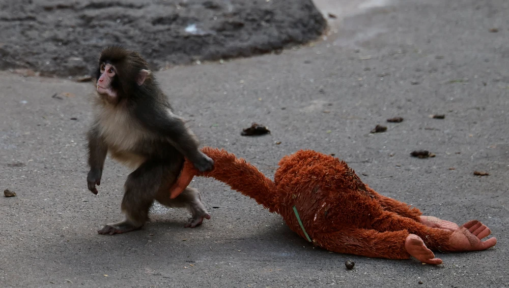 Punch acompañado de su peluche de orangután. Punch acompañado de su peluche de orangután.