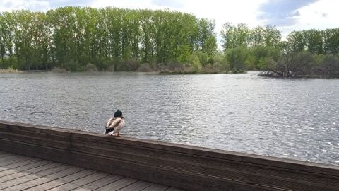 Parque natural de Salburua