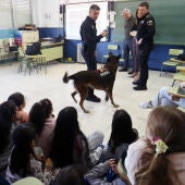 La Unidad Canina de la Policía Local de Benidorm inicia unos talleres para acercar su trabajo a los escolares de Benidorm 