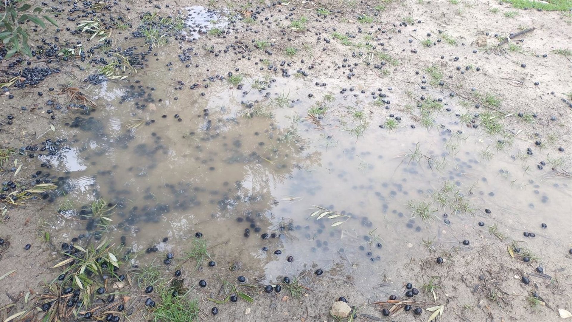 UPA y COAG denuncian que solo 82 municipios de Granada recibirán ayudas del Gobierno frente a los 141 anunciados UPA y COAG denuncian que solo 82 municipios de Granada recibirán ayudas del Gobierno frente a los 141 anunciados