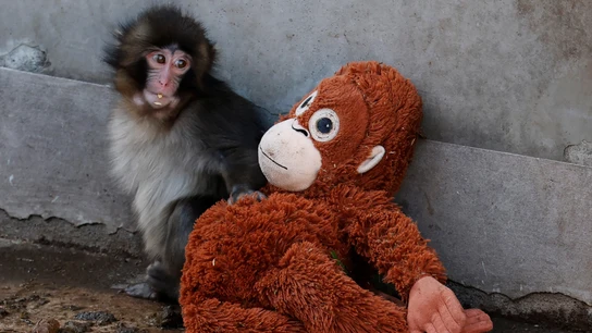 Quién es Punch: el mono huérfano que ha conmovido en redes al no separarse de su peluche Quién es Punch: el mono huérfano que ha conmovido en redes al no separarse de su peluche