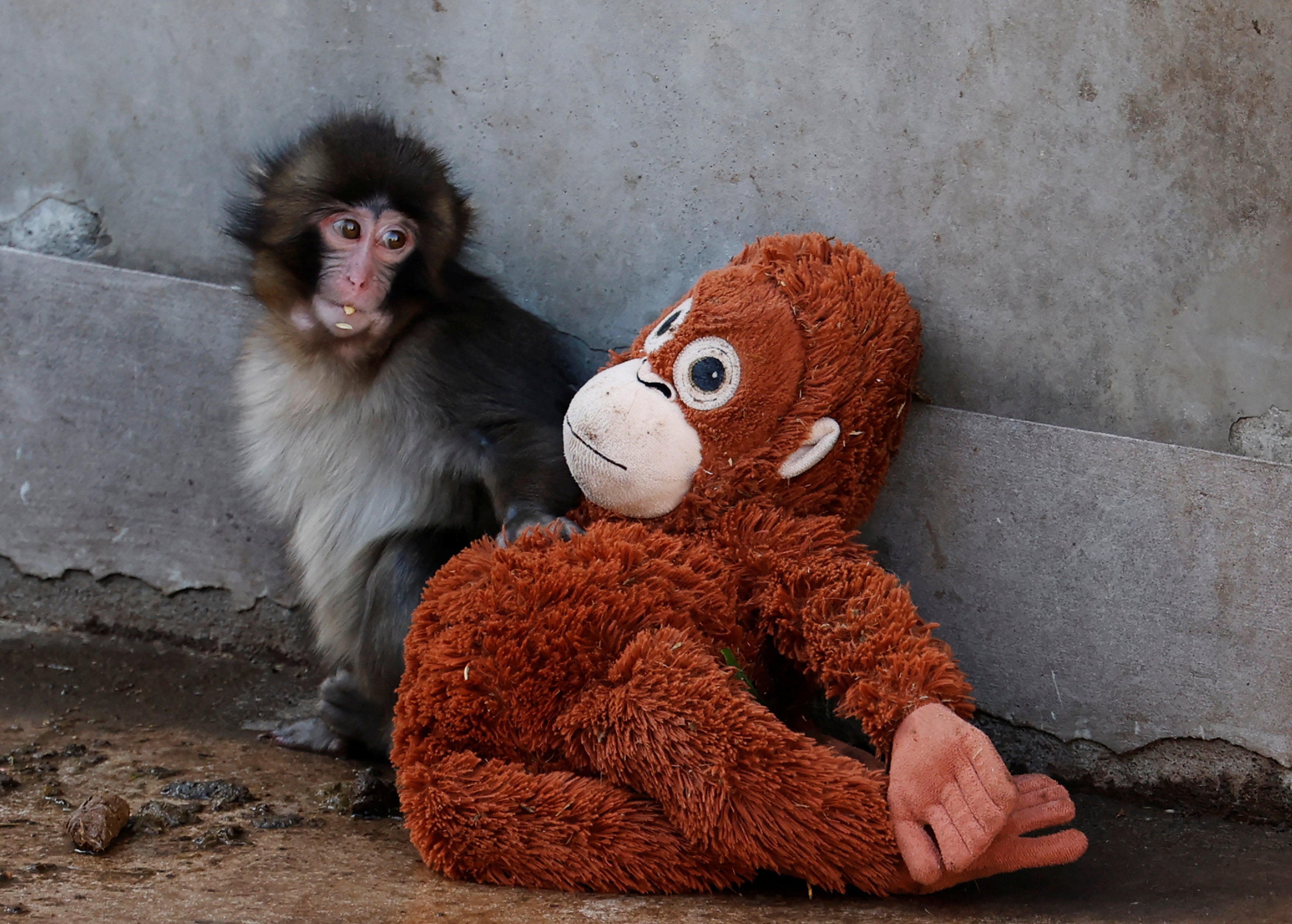Quién es Punch: el mono huérfano que ha conmovido en redes al no separarse de su peluche Quién es Punch: el mono huérfano que ha conmovido en redes al no separarse de su peluche