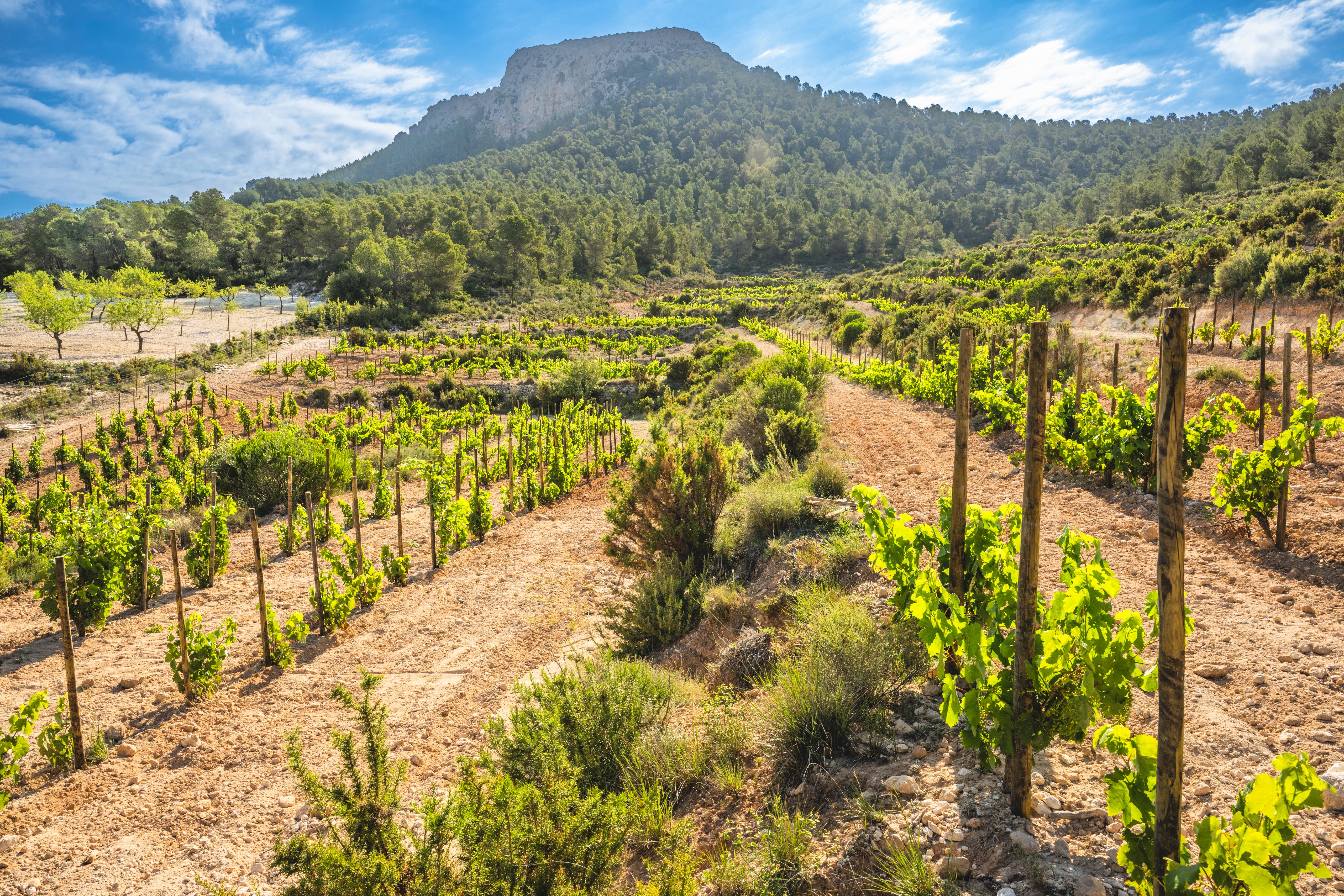 El vino de la DO Valencia roza el cielo con 99 puntos Parker El vino de la DO Valencia roza el cielo con 99 puntos Parker